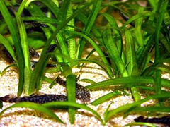 ALGA SPIRULINA