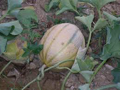 MELONE