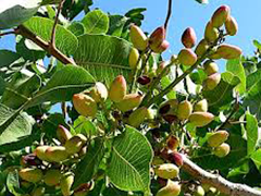 PISTACCHIO