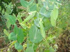ROVEJA