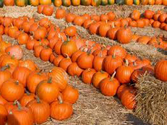 ZUCCA1